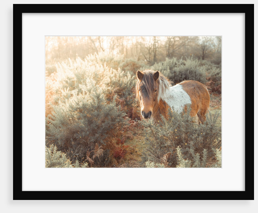 Horse in forest by Assaf Frank